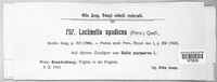 Lachnum spadiceum image
